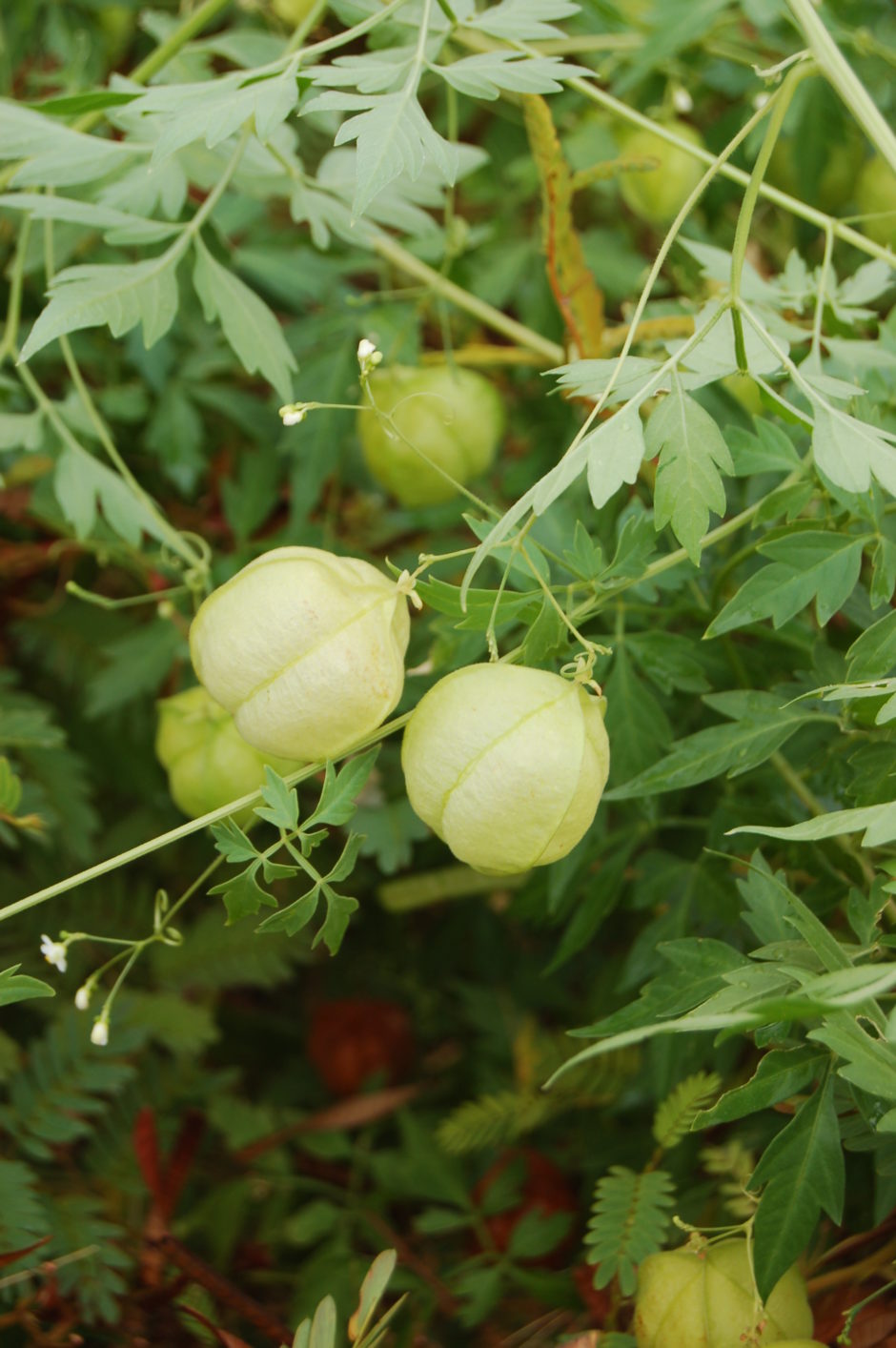 Globe Creeper Cardiospermum halicacabum