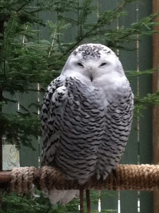 You might be lucky enough to see a snowy owl!