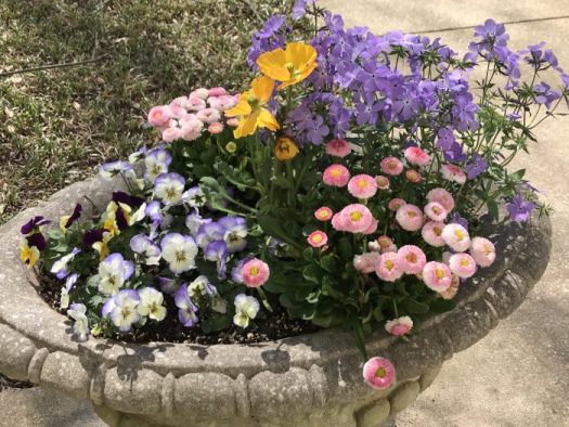 Pink English daisies (bellis), viola 'purple picotee', forest blue and yellow phlox