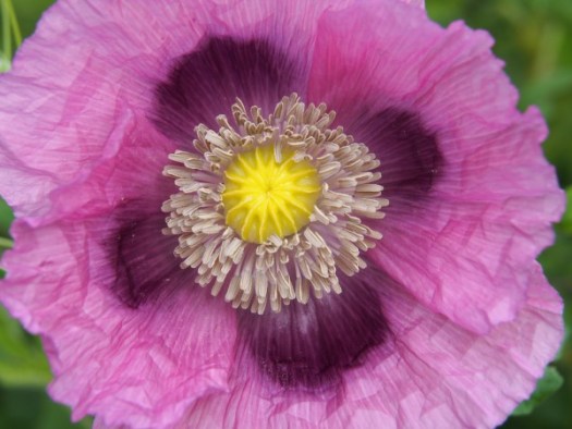 Beautiful poppy, photographed by Pam Corckran
