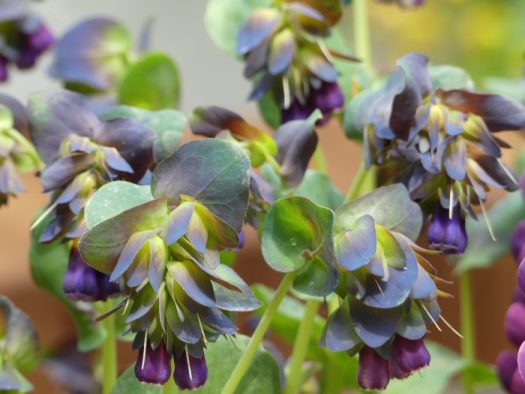 Cerinthe or Honeywort