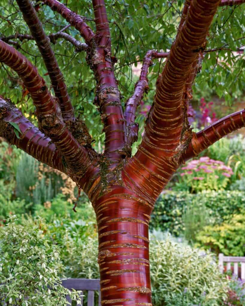 Branched pocket cherry tree with its striking trunk