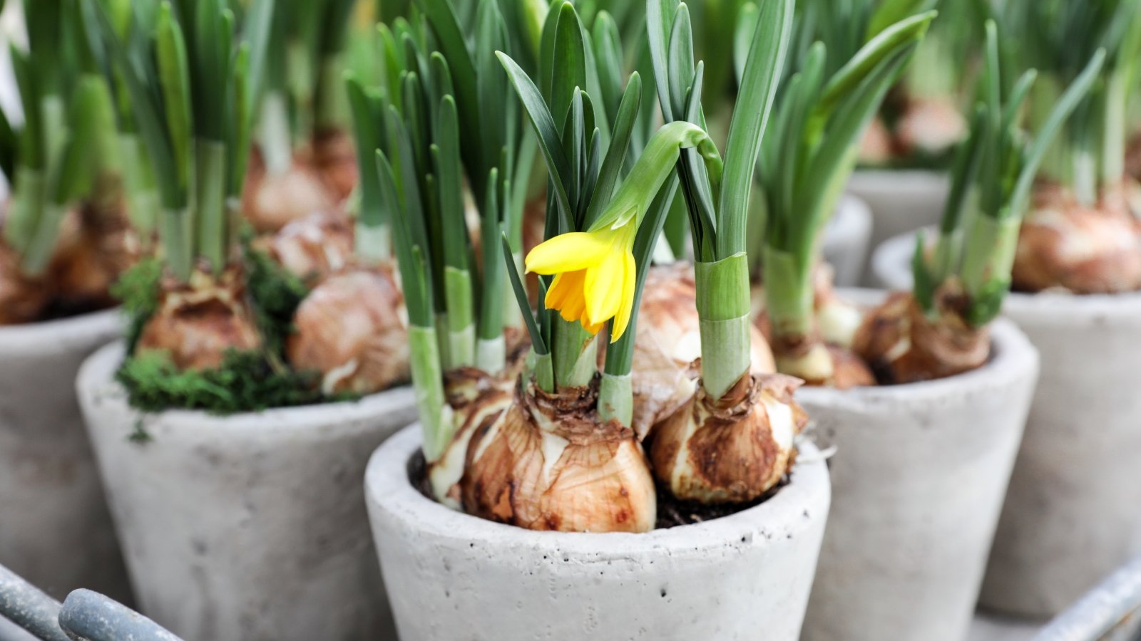 Flowering plants with yellow trumpet-shaped flowers and lush green leaves, with firm bulbs partially visible above ground in pots.