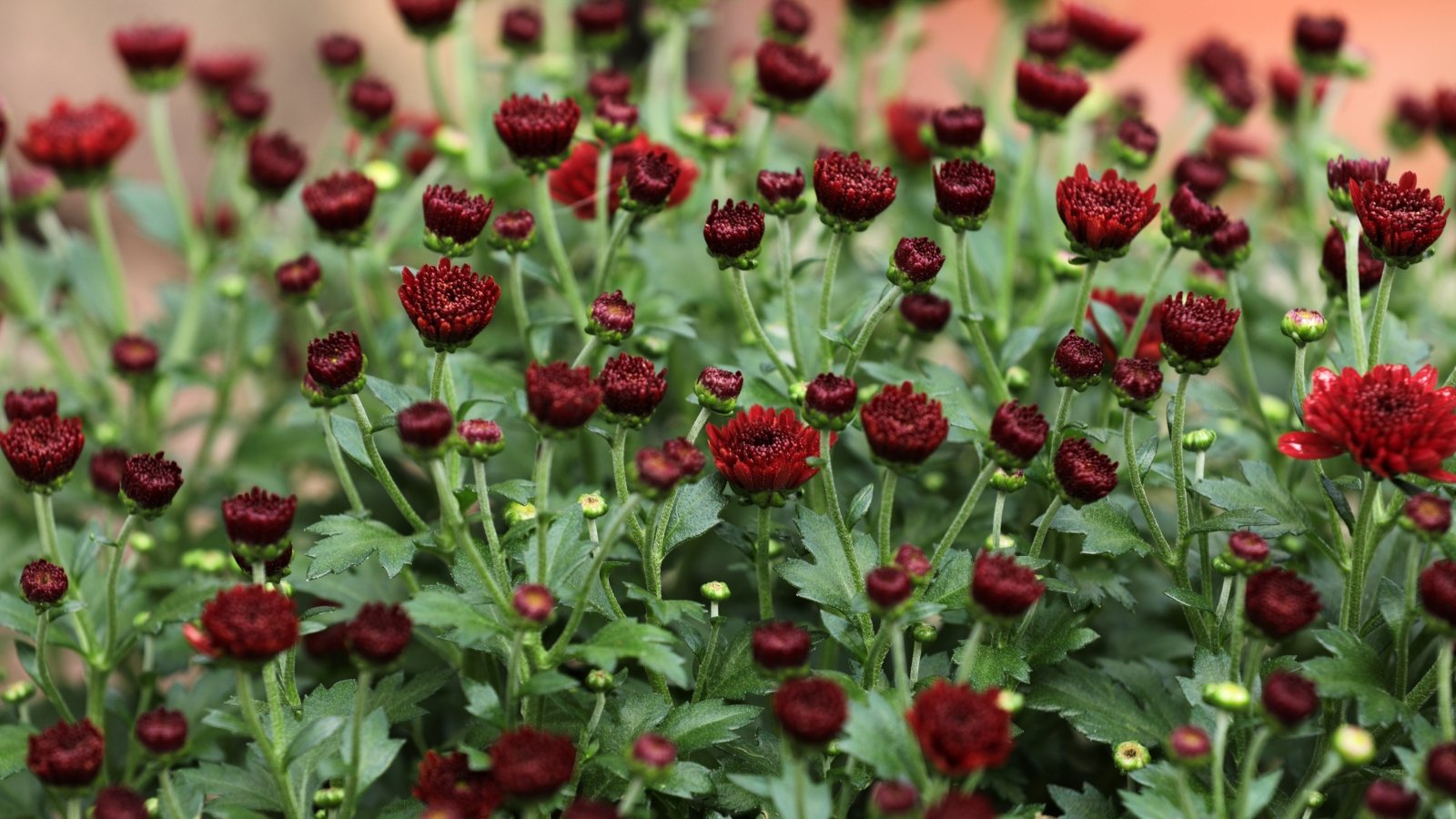 The plants boast dense clusters of rich red, daisy-like blooms with layered petals and dark green, serrated leaves.