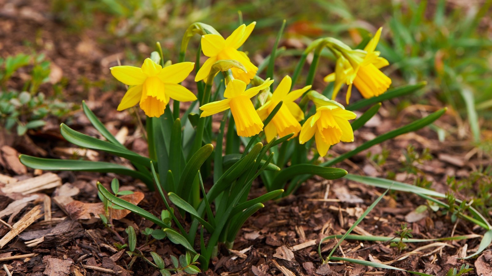 Cheerful yellow flowers with long trumpets bloom in clumps on strong stems, surrounded by dark green, narrow leaves.