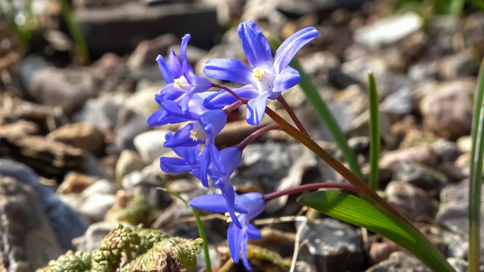 Clusters of vibrant blue, star-shaped flowers emerge from short, slender stems, surrounded by narrow, grassy leaves.