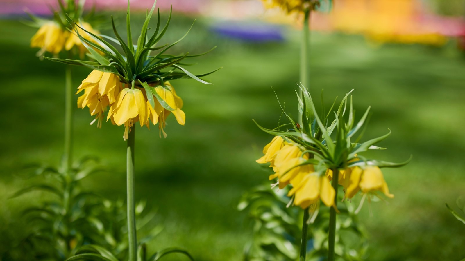 Bold, golden-yellow, bell-shaped flowers with curled edges droop from a tall, straight stem, which rises from a rosette of glossy, lance-shaped leaves.