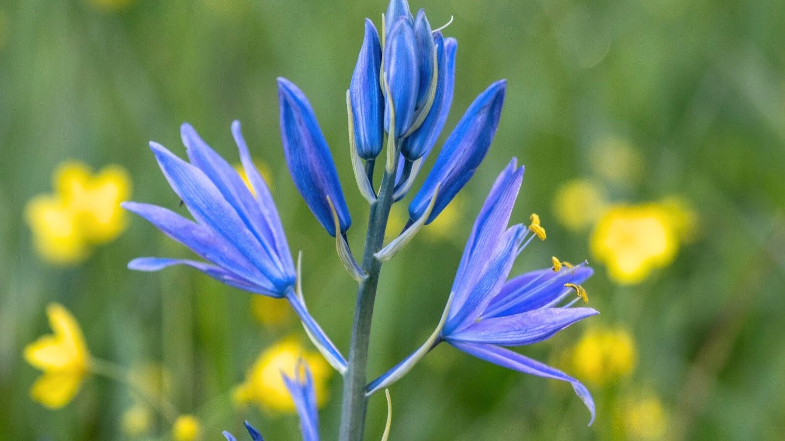 Tall, slender stem with star-shaped, blue flowers, each with six pointed petals and long yellow stamens.
