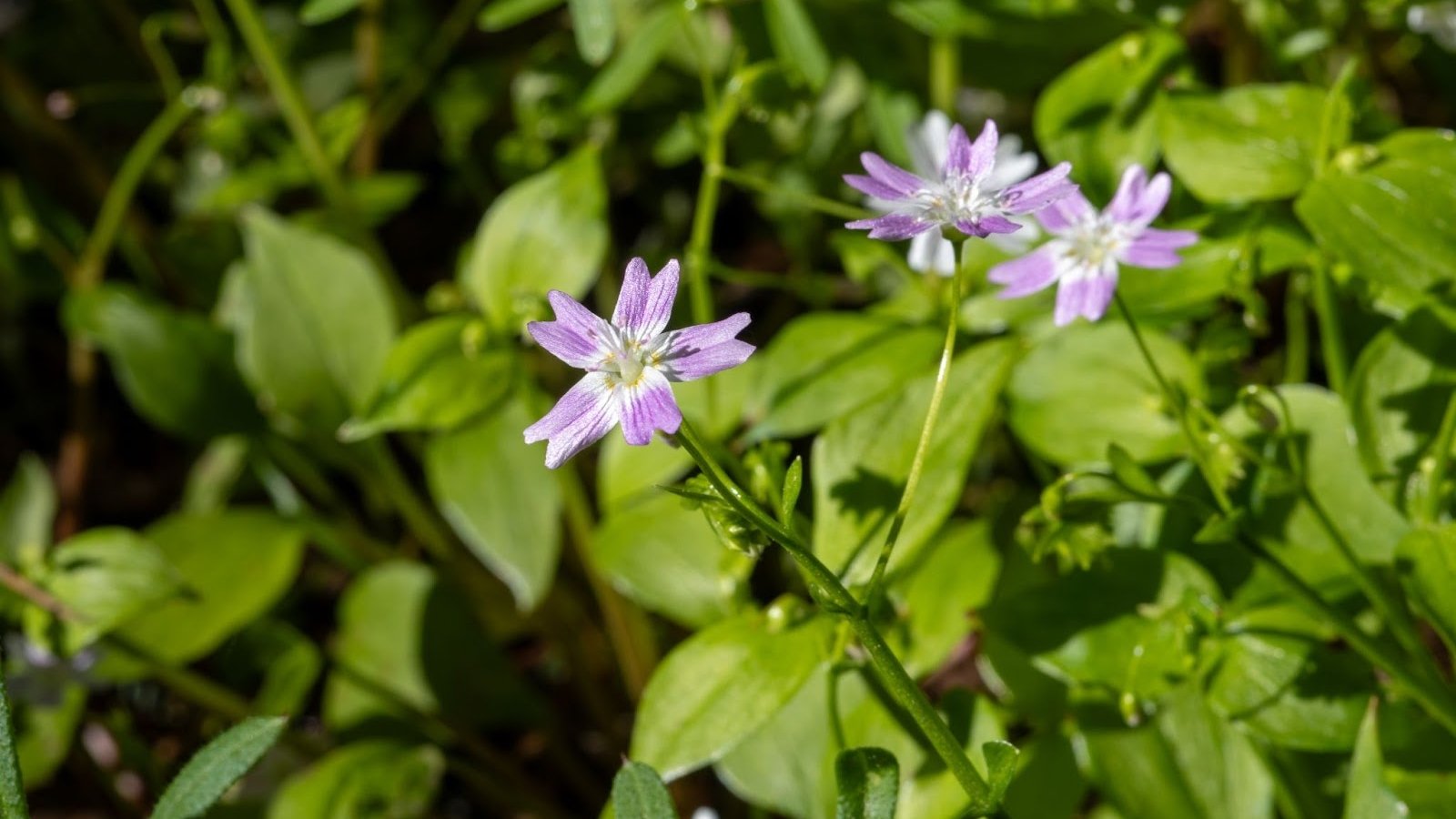 Narrow, lance-shaped leaves support small white to pinkish flowers with five petals and prominent yellow stamens.
