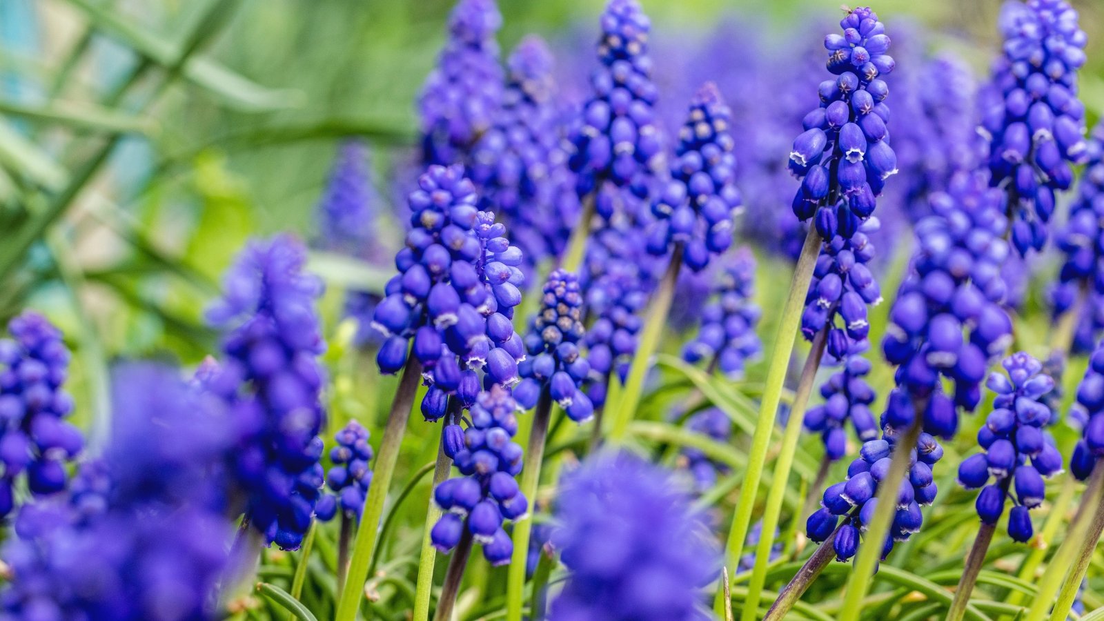 Small clusters of blue, grape-like flowers on short spikes with cylindrical petals and prominent anthers.
