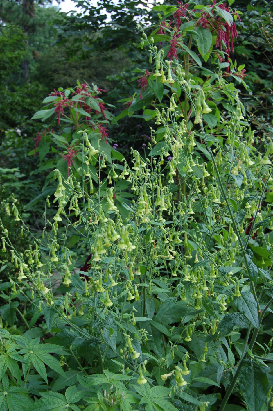 Nicotiana langsdorffii langsdorff's tobacco