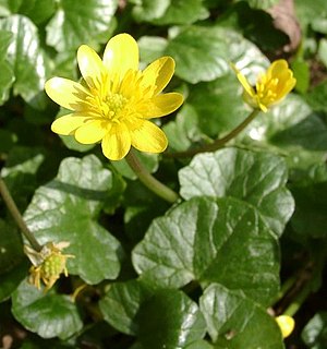 Ranunculus would stay. Ranunculus would stay.