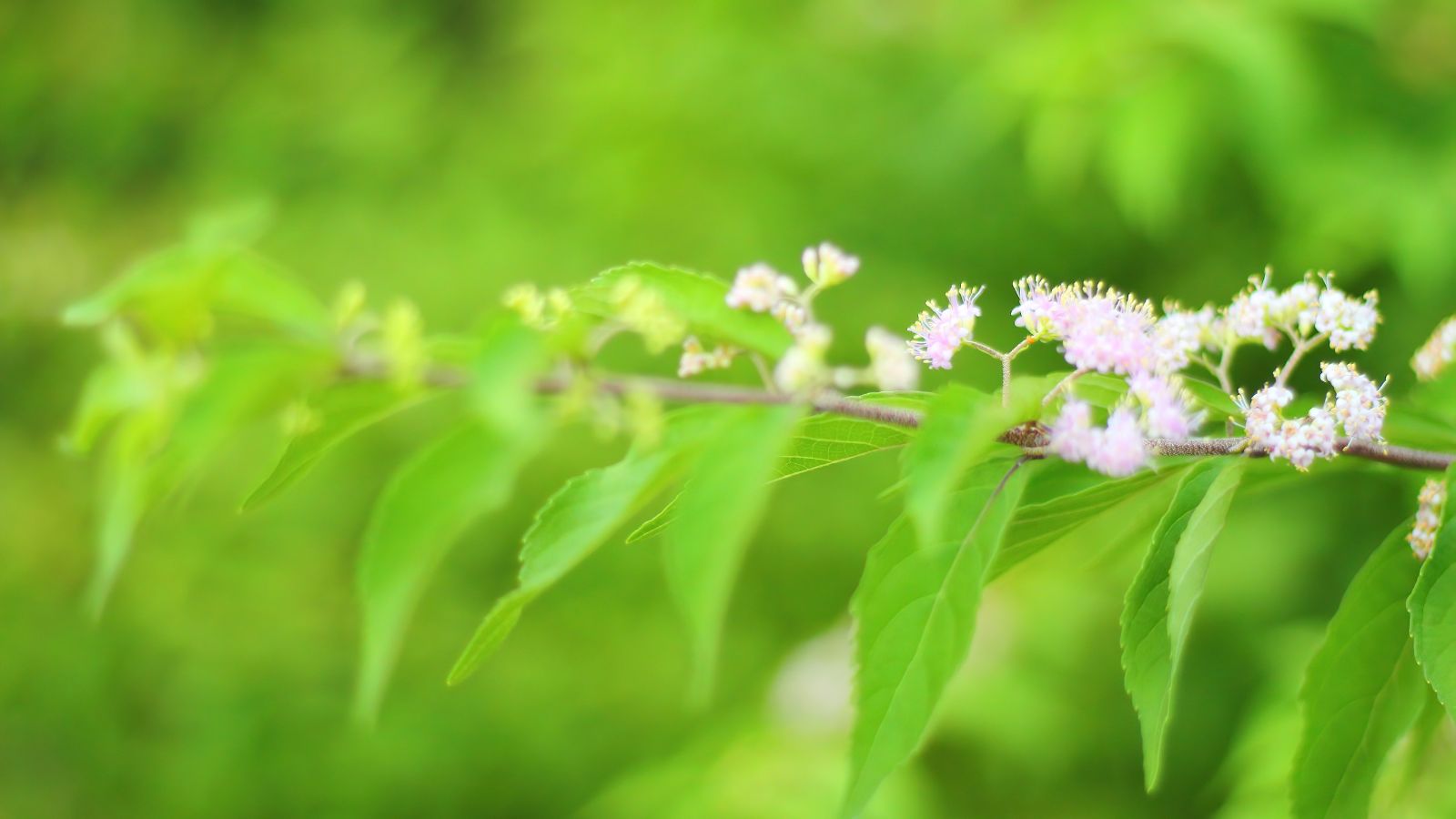 A close up of a Callicarpa dichotoma x kwangtungensis stem, appearing to have lovely bright green leaves and dainty white flowers