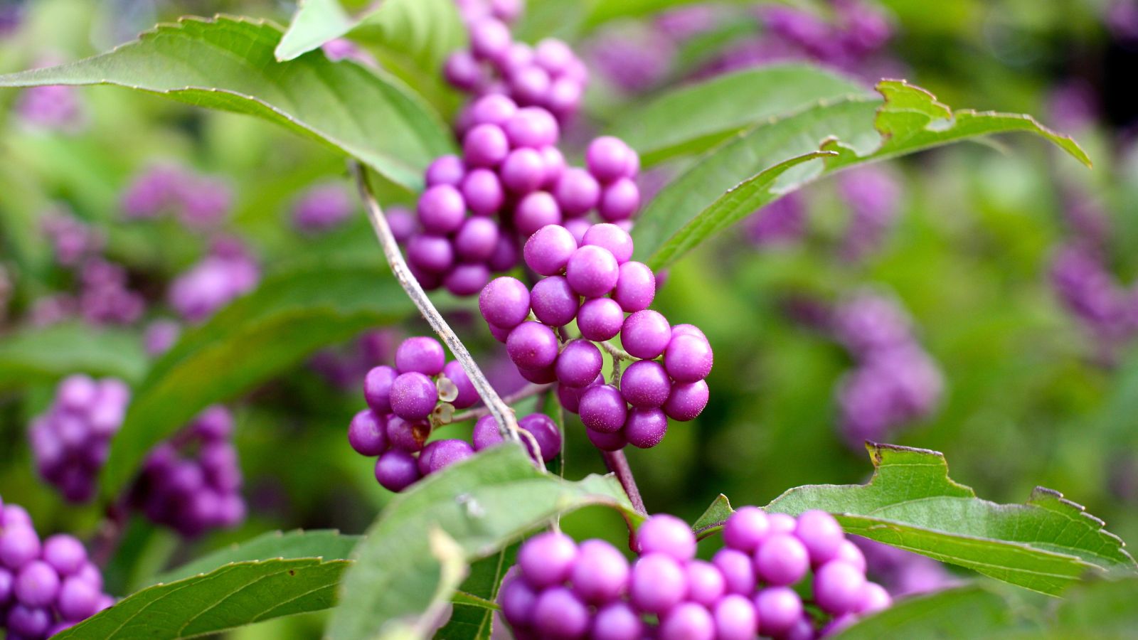 A close-up shot of Callicarpa dichotoma x kwangtungensis berries appearing smooth and purple surrounded by leaves with some chipped pieces