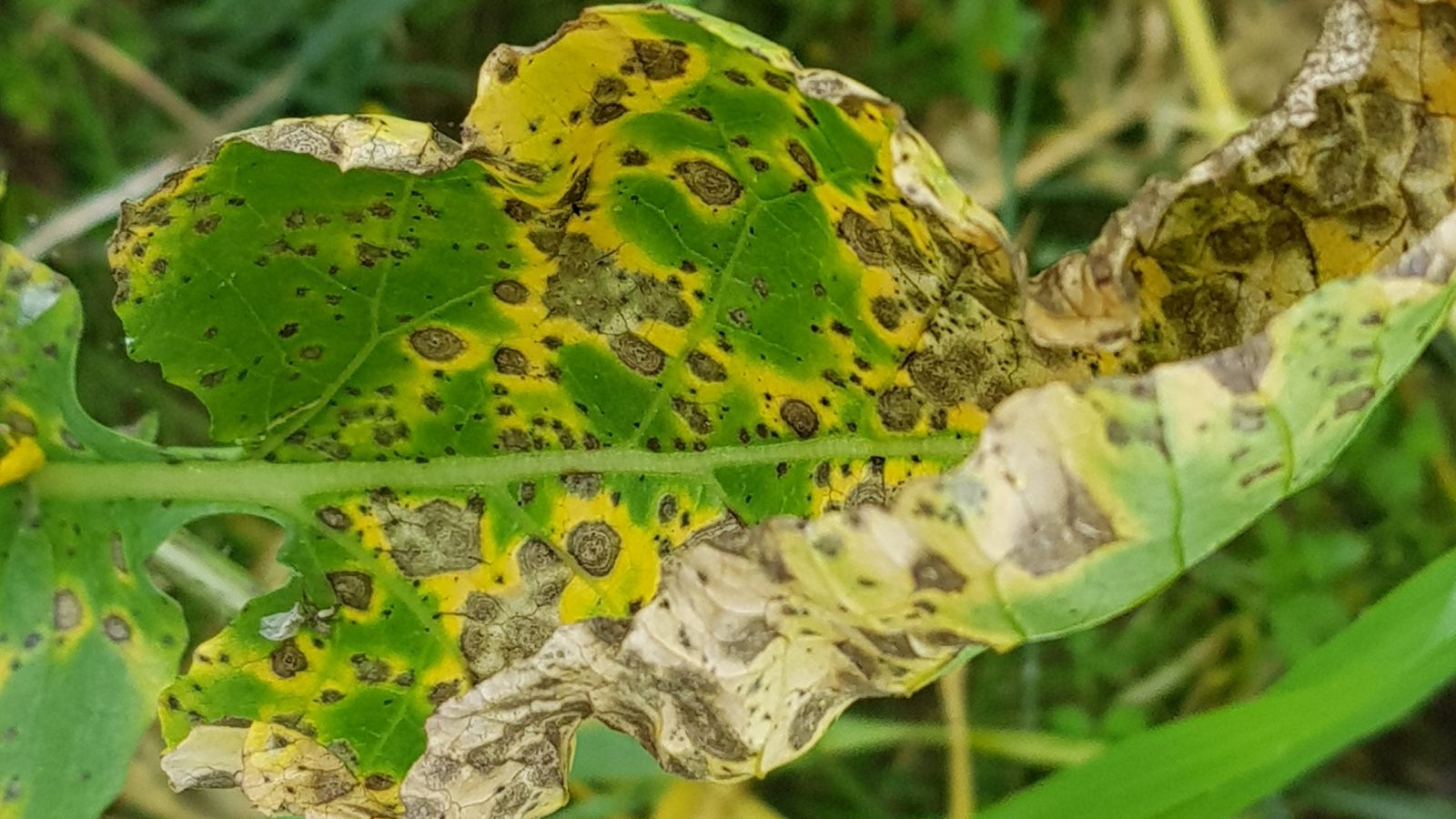 A close up shot of a leaf of a plant that has a fungal infection, showcasing multiple discoloration and brown spots on the leaf.