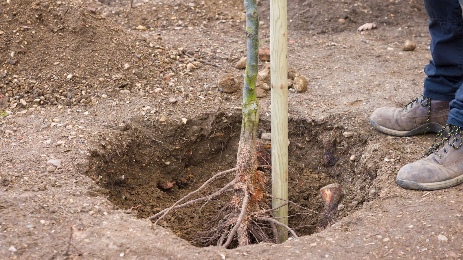 A close-up of a man in the process of holding a young plant, with the plant buried in a wooden support.