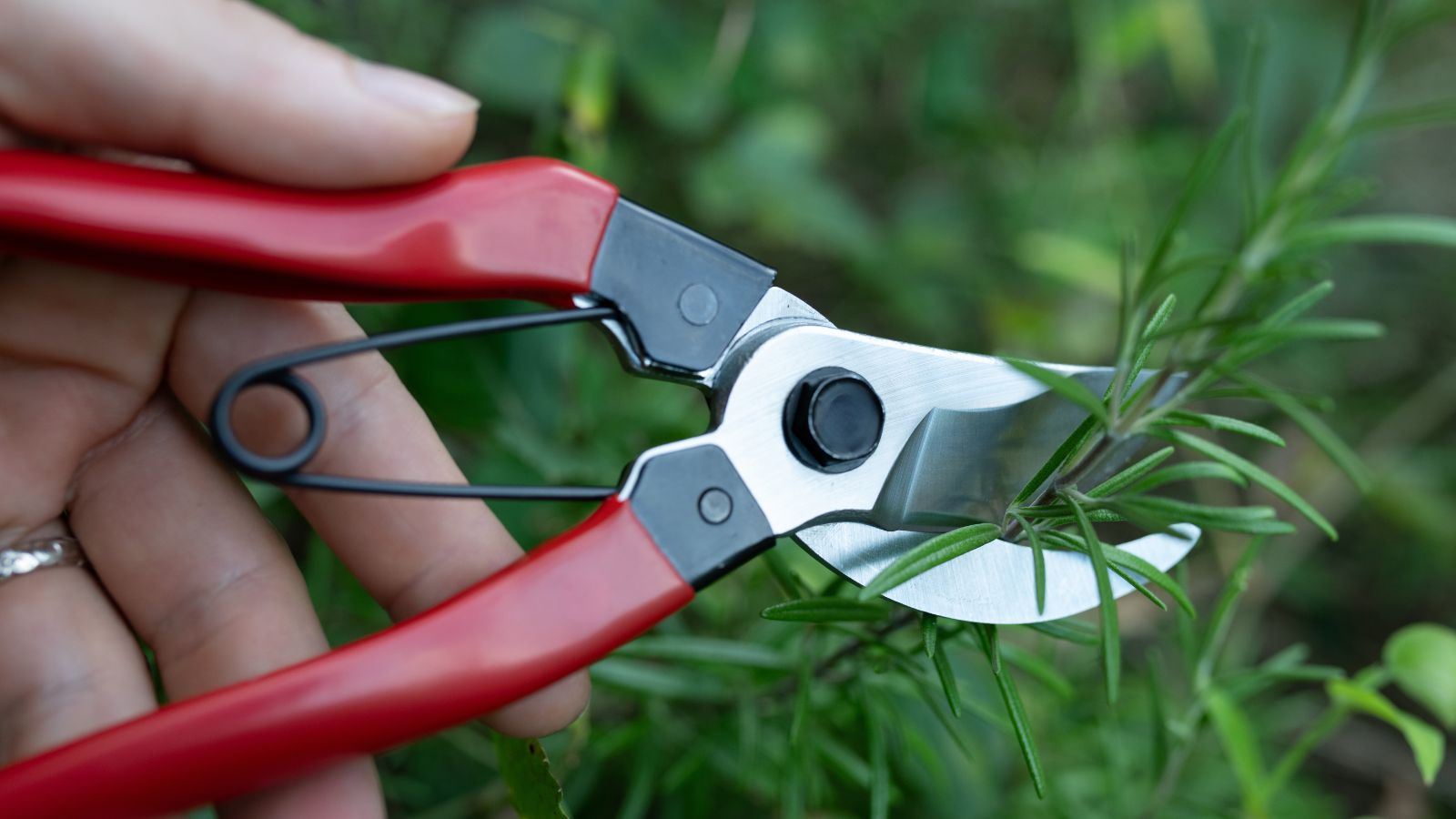 A close up shot of a person's hand holding a garden pruner with red handles in the act of pruning a plant in a well lit area outdoors