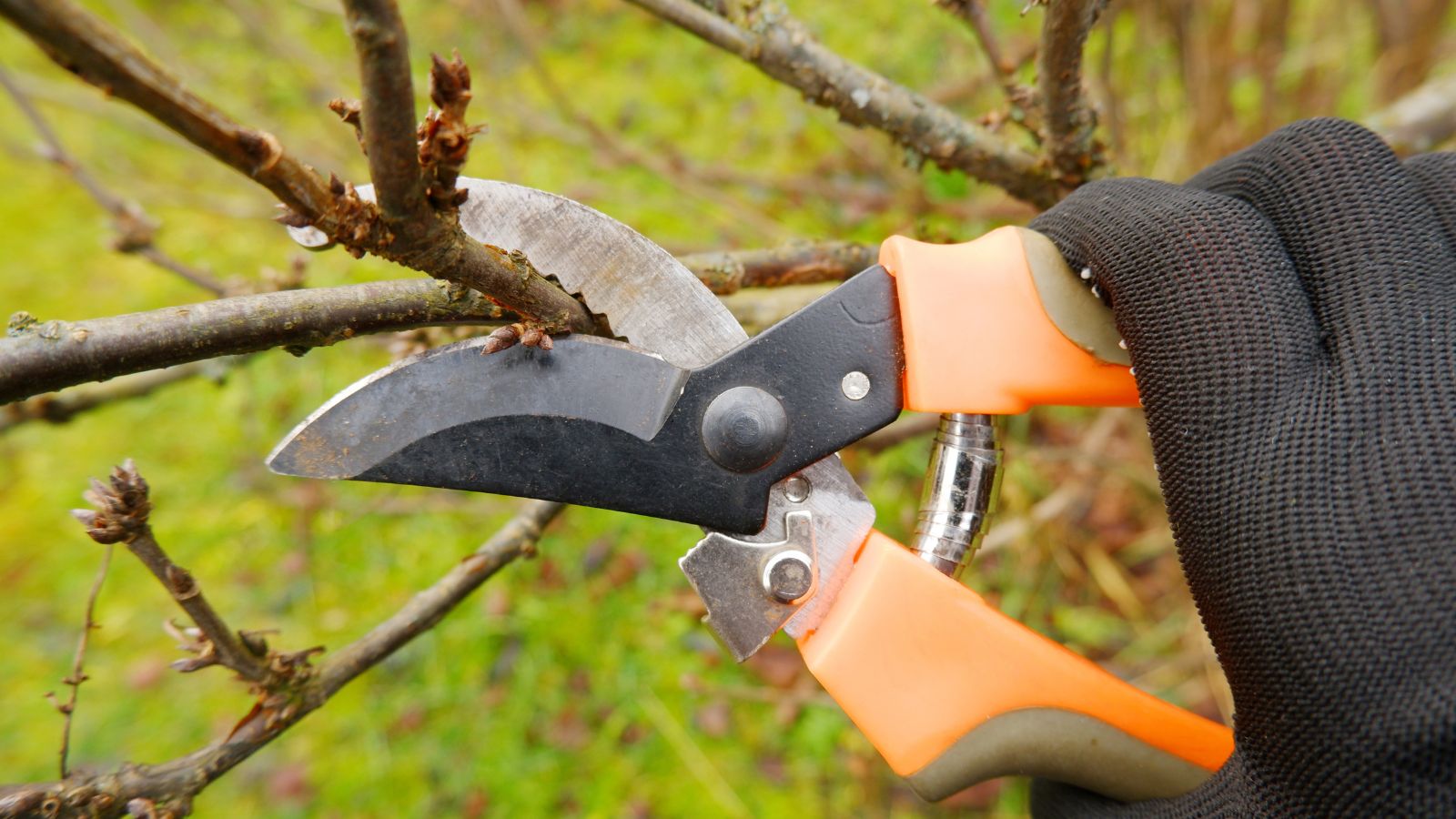 Close-up of a person's hand wearing black garden gloves and pruning shears with orange handles trimming damaged branches of a bush or small tree in a well-lit outdoor area