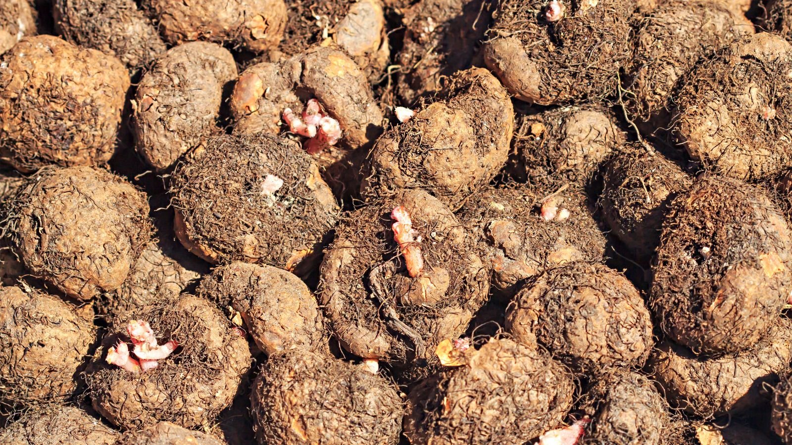 Un primer plano de un montón de tubérculos de flores todavía cubiertos de tierra, recién arrancados del suelo para guardarlos.