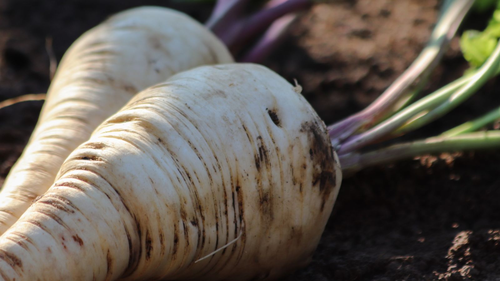 A close up shot of a root vegetable with an infected part on its side that causes browning and indentation.