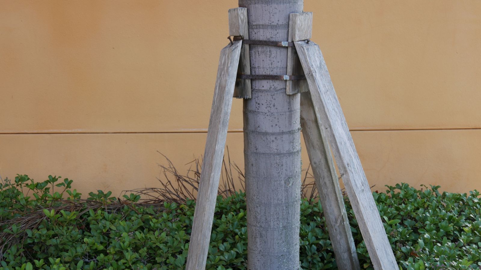 Close-up of several wooden posts tied with cables to a growing plant in an outdoor area.