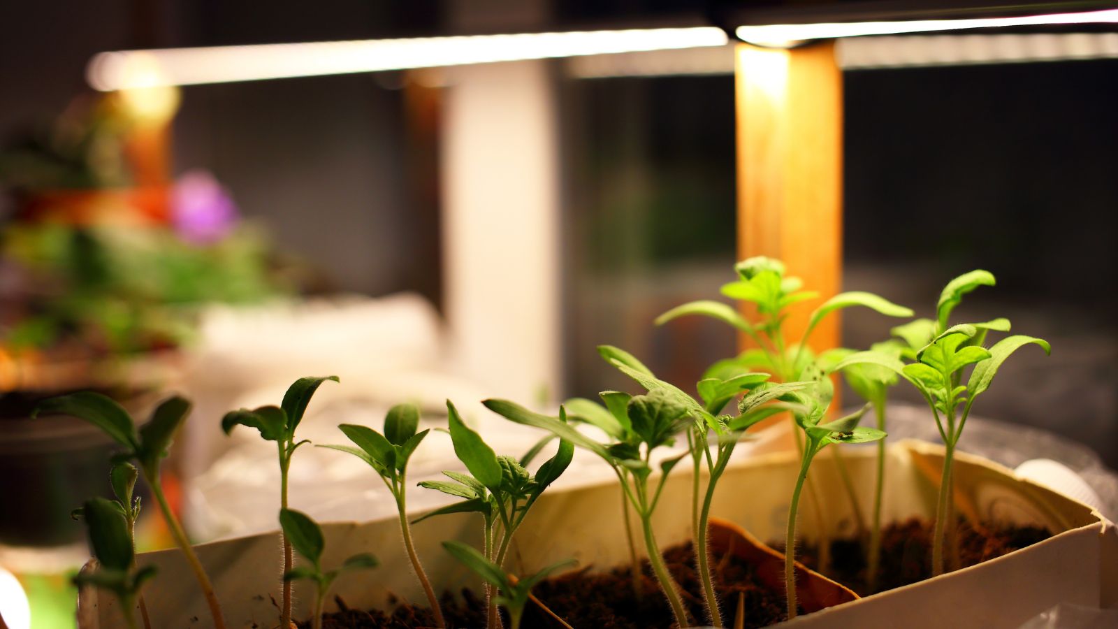 A close up of sprouting plants under a growlight.