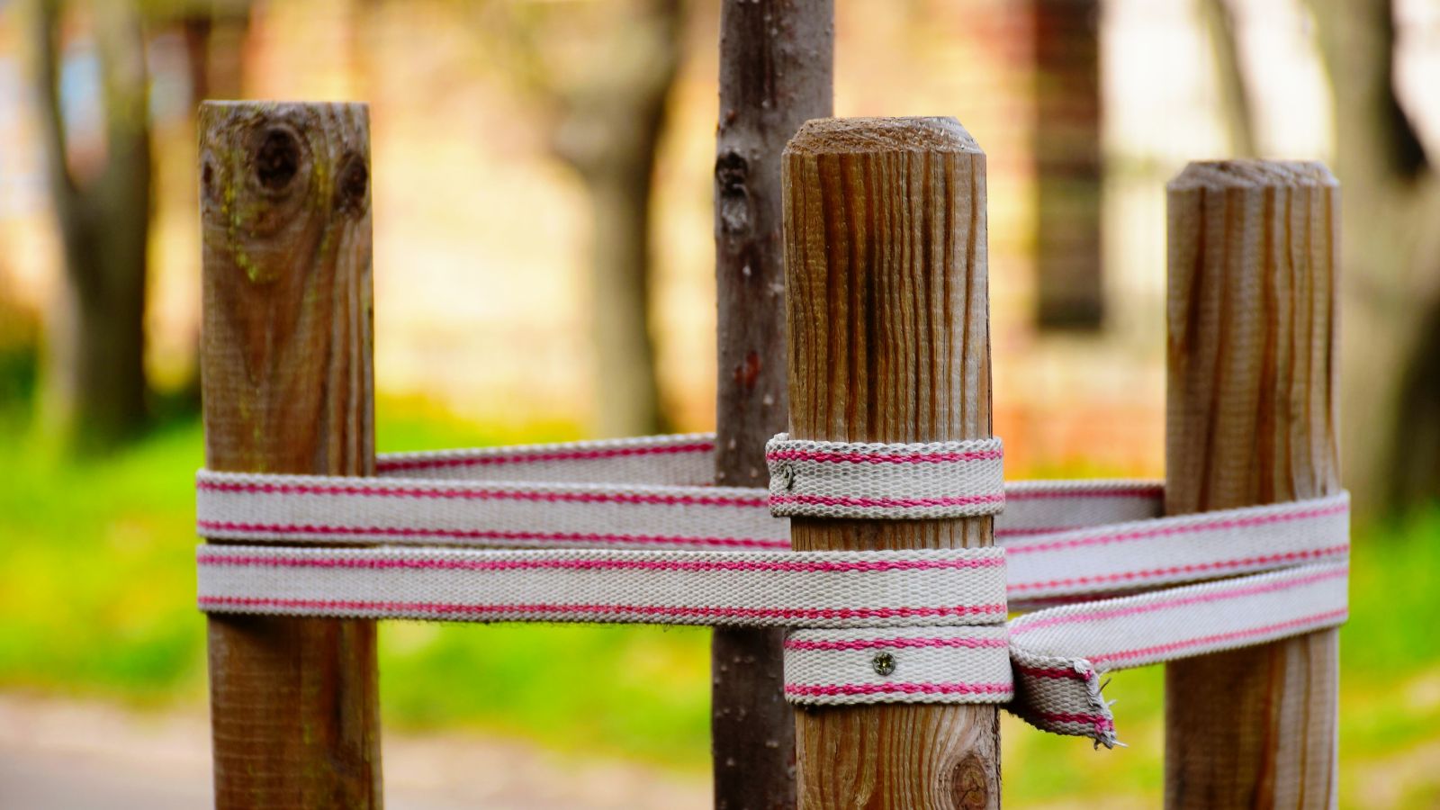 Close-up of wooden support posts tied to a young plant, the material of the ties being a mix of fabric and canvas to avoid damaging the plant.