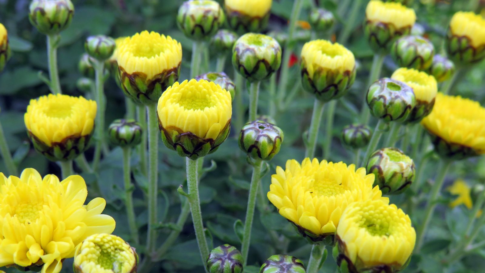 A close-up of a mix of yellow flowers or flowers and flower buds located in a well-lit outdoor area.