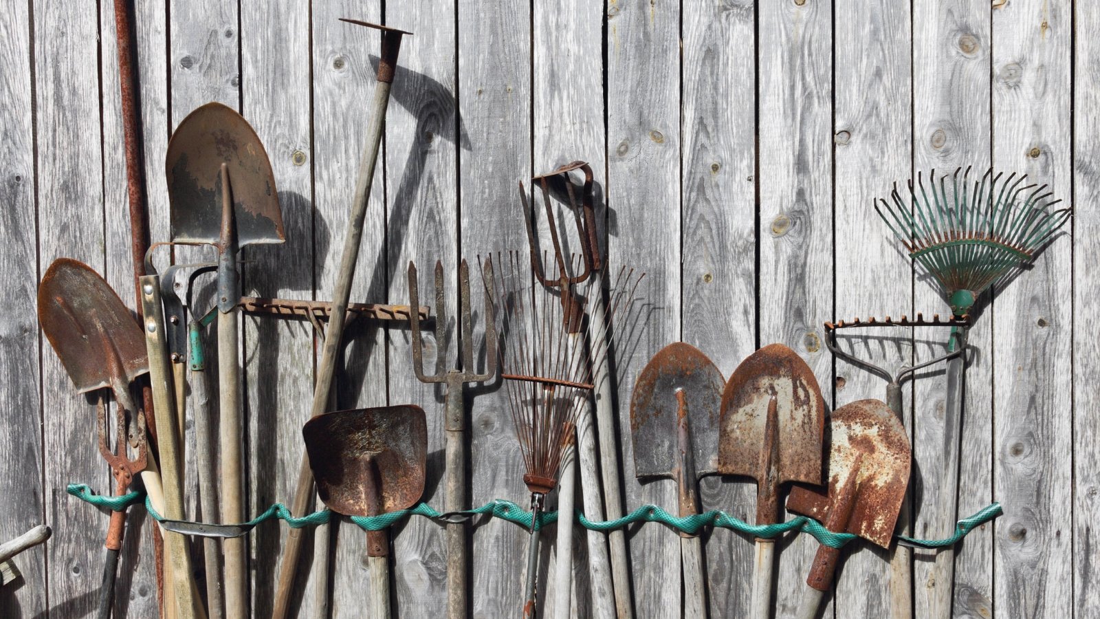 A variety of rust-covered long-handled items such as rakes, shovels, and forks hanging against a weathered, wooden fence, their metal parts showing extensive wear and corrosion.