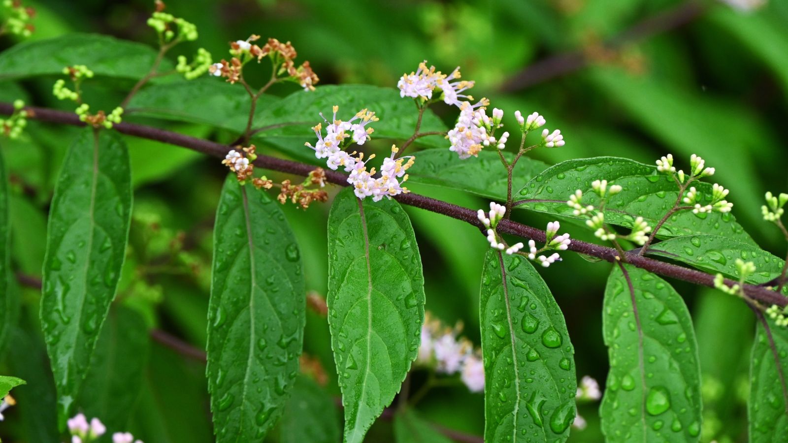 A damp stem of Callicarpa dichotoma x kwangtungensis, appearing to have many water droplets on the smooth-looking leaves