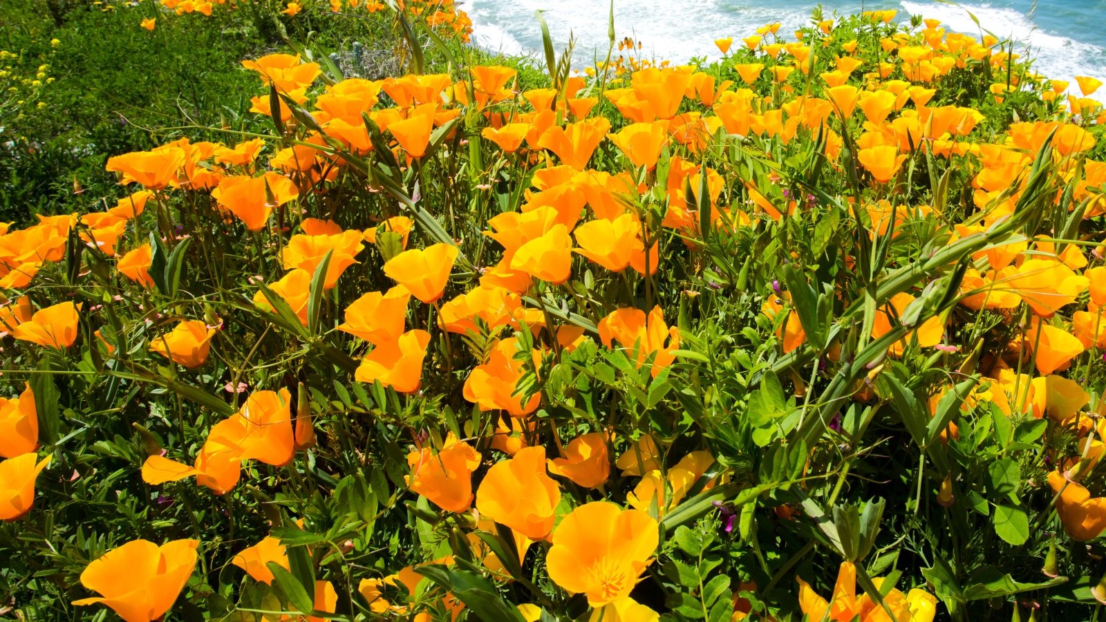 A close-up of California Poppies showcasing vivid yellow flowers with delicate petals, set against a backdrop of lush green leaves. This scenery conveys the vibrant energy of a field of California Poppies, with each flower adding a splash of color to the natural landscape.