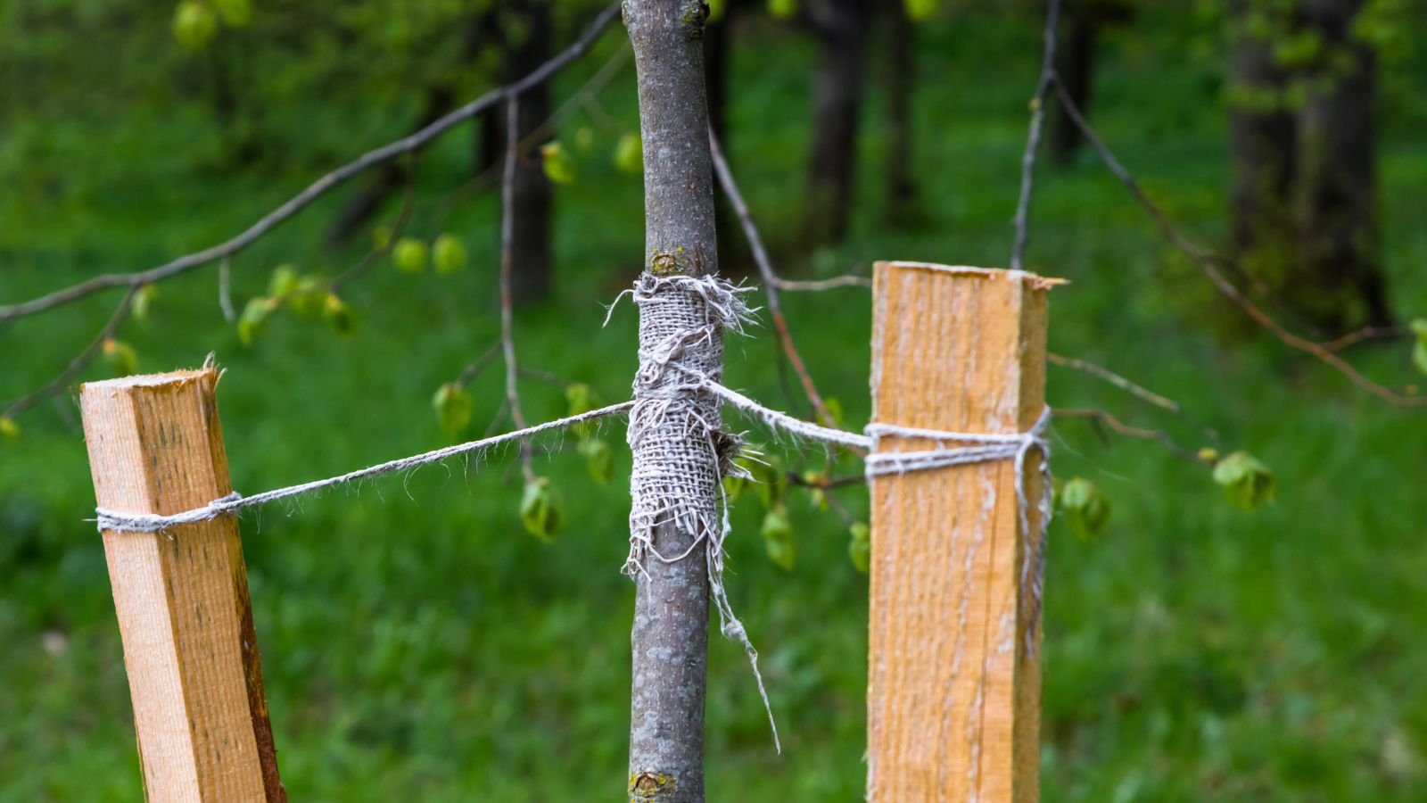 A focused shot of a young plant supported by wooden posts and soft wires in a well-lit outdoor area at midday.