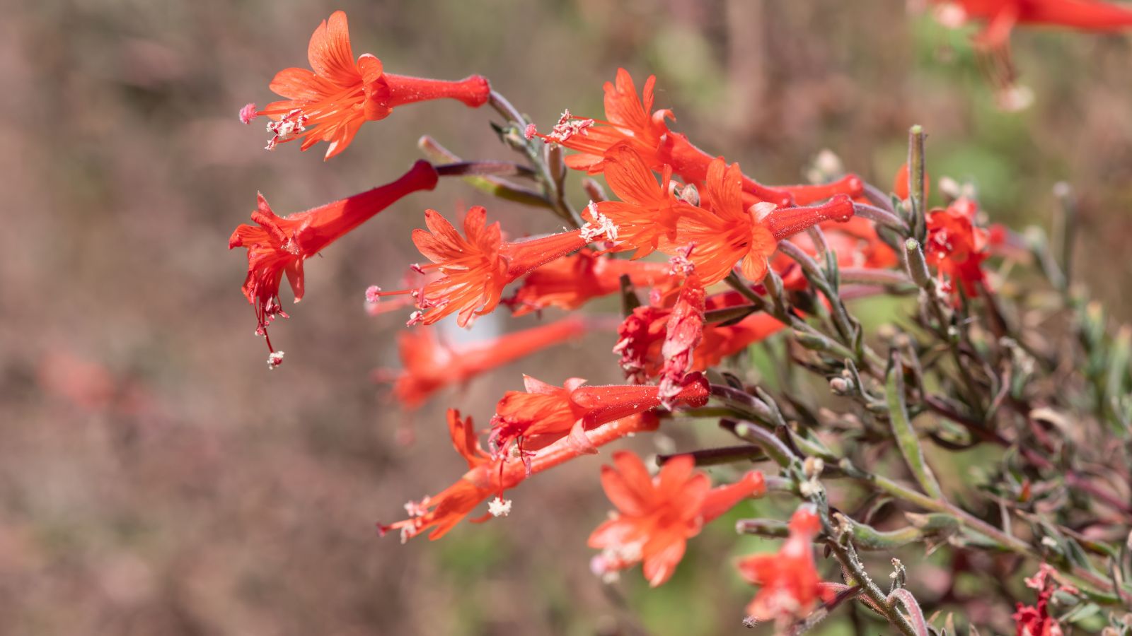 A focused shot of a composition of red flowers showcasing their bright hue and slightly fuzzy stems in an area outdoors