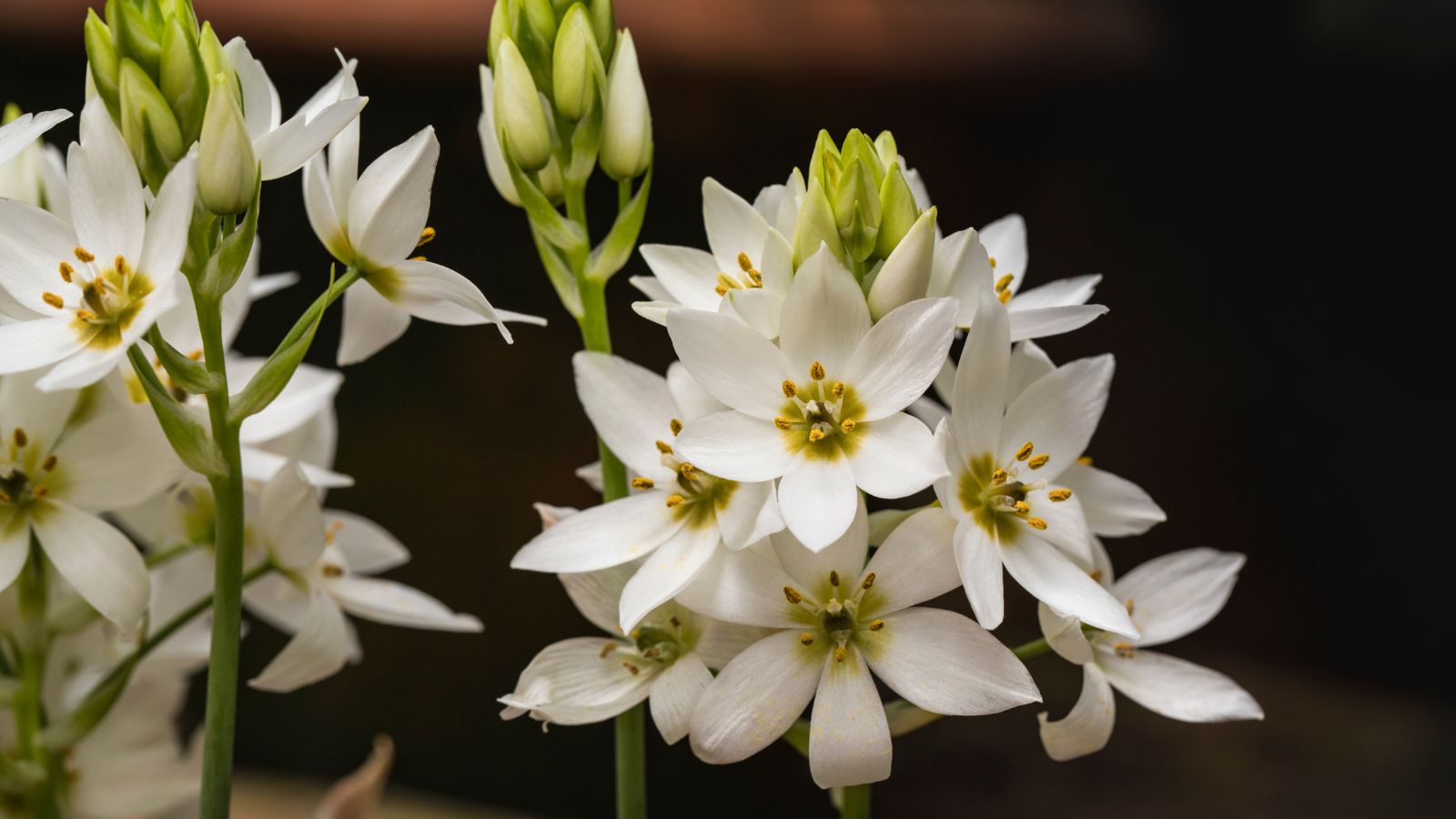 Una toma enfocada de una composición de flores blancas, también llamada Estrella de Belén, resaltando sus tonos verde lima y blanco.