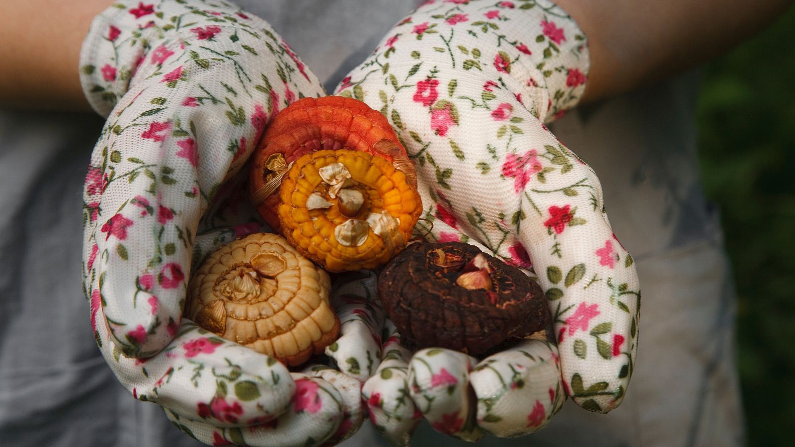 Imagen enfocada de la mano de una persona con guantes de jardín florales sosteniendo un puñado de tubérculos de gladiolos en un área al aire libre