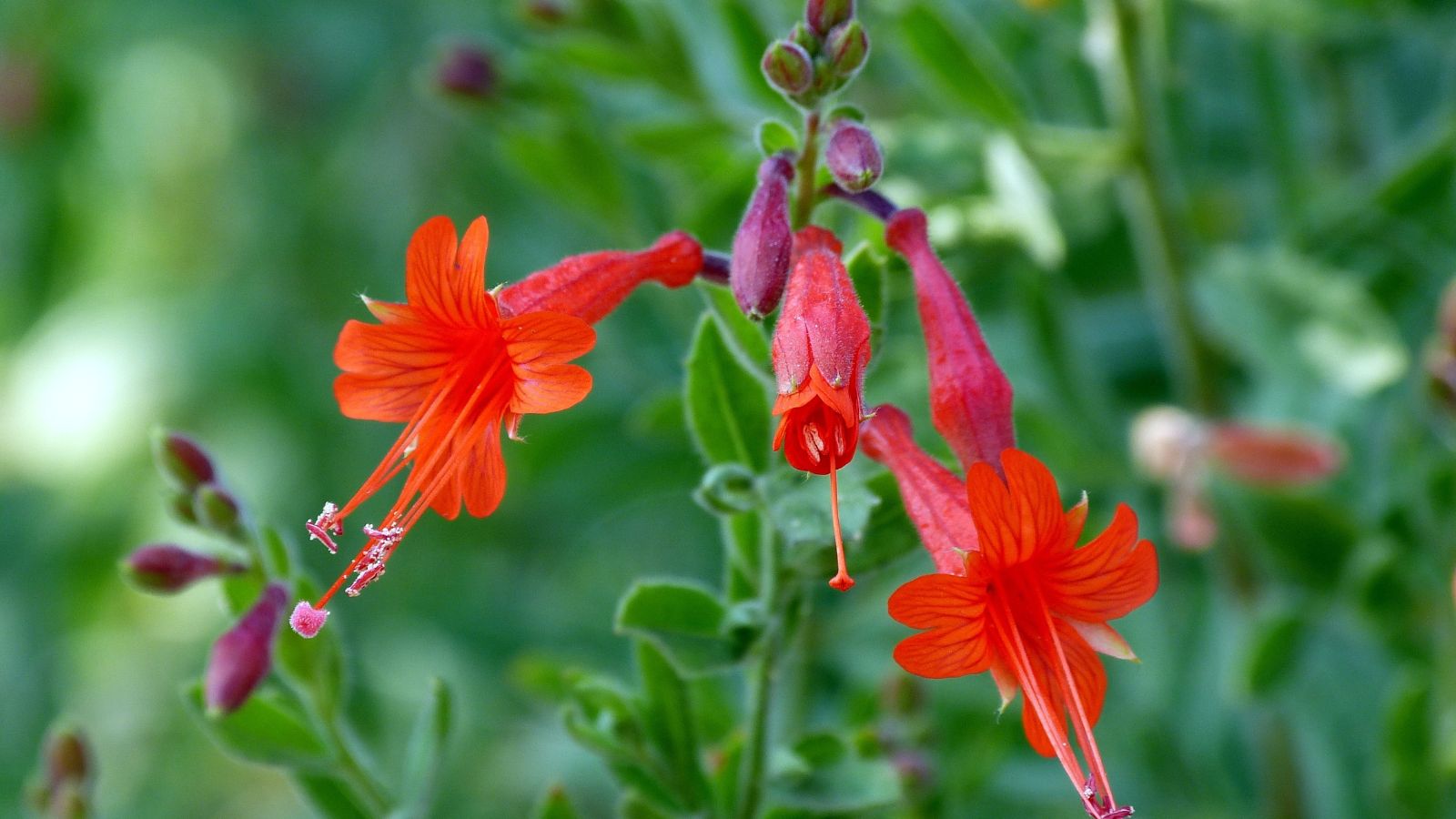 A focused shot of a red blooming flower showcasing its unique shape and fuzzy stem and leaves in a well lit area outdoors