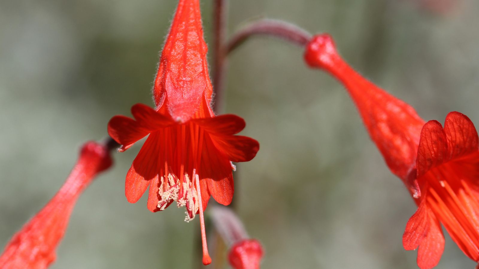 A focused and close-up shot of slightly fuzzy red flowers in a well lit area outdoors