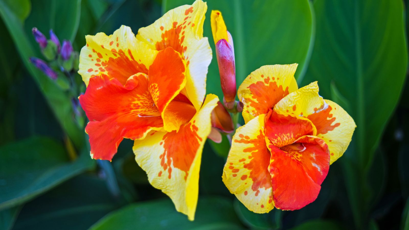 Una toma enfocada de una flor de Canna de color rojo anaranjado que muestra su composición de pétalos y hojas anchas en el fondo.