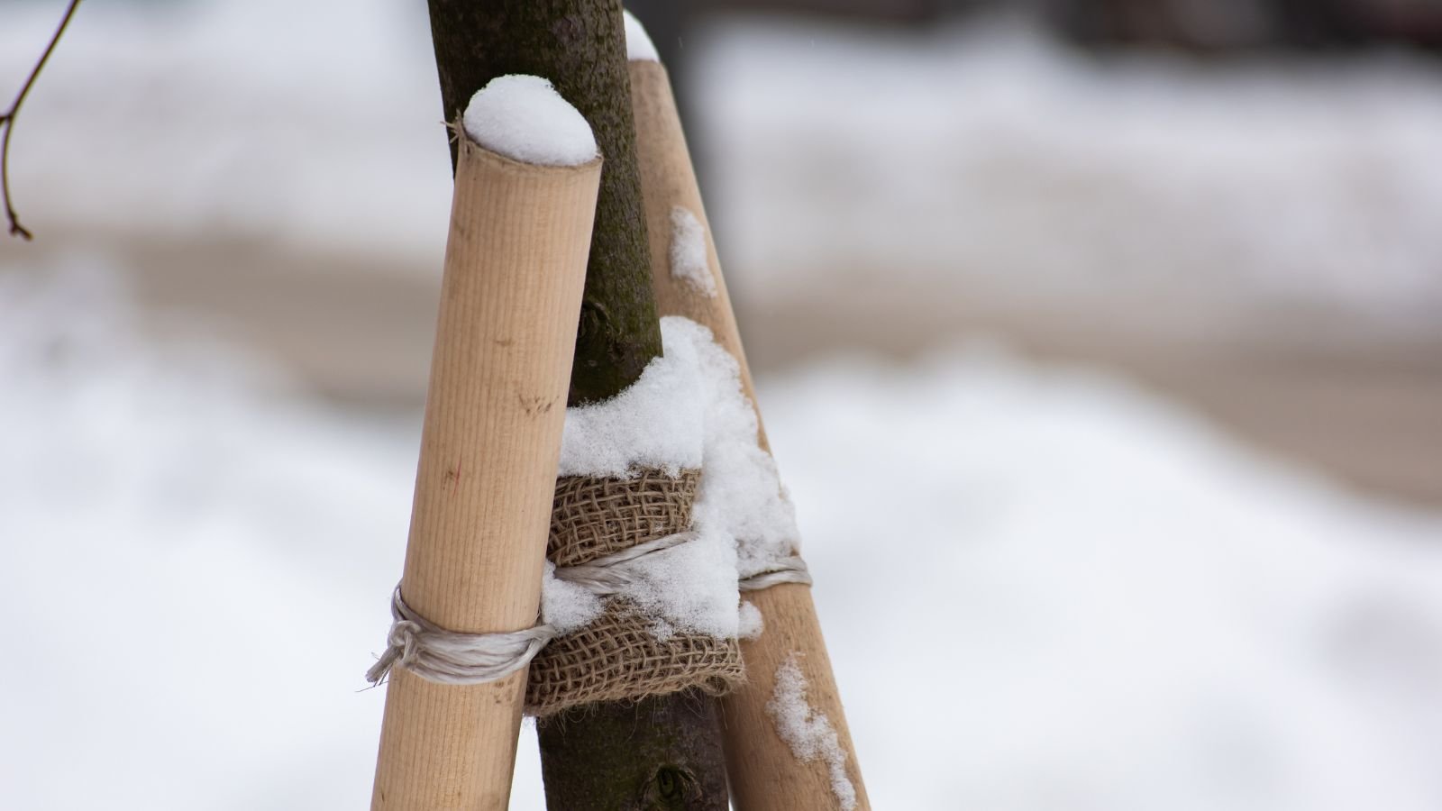 A focused shot of a plant supporting a tree to weather the winter.