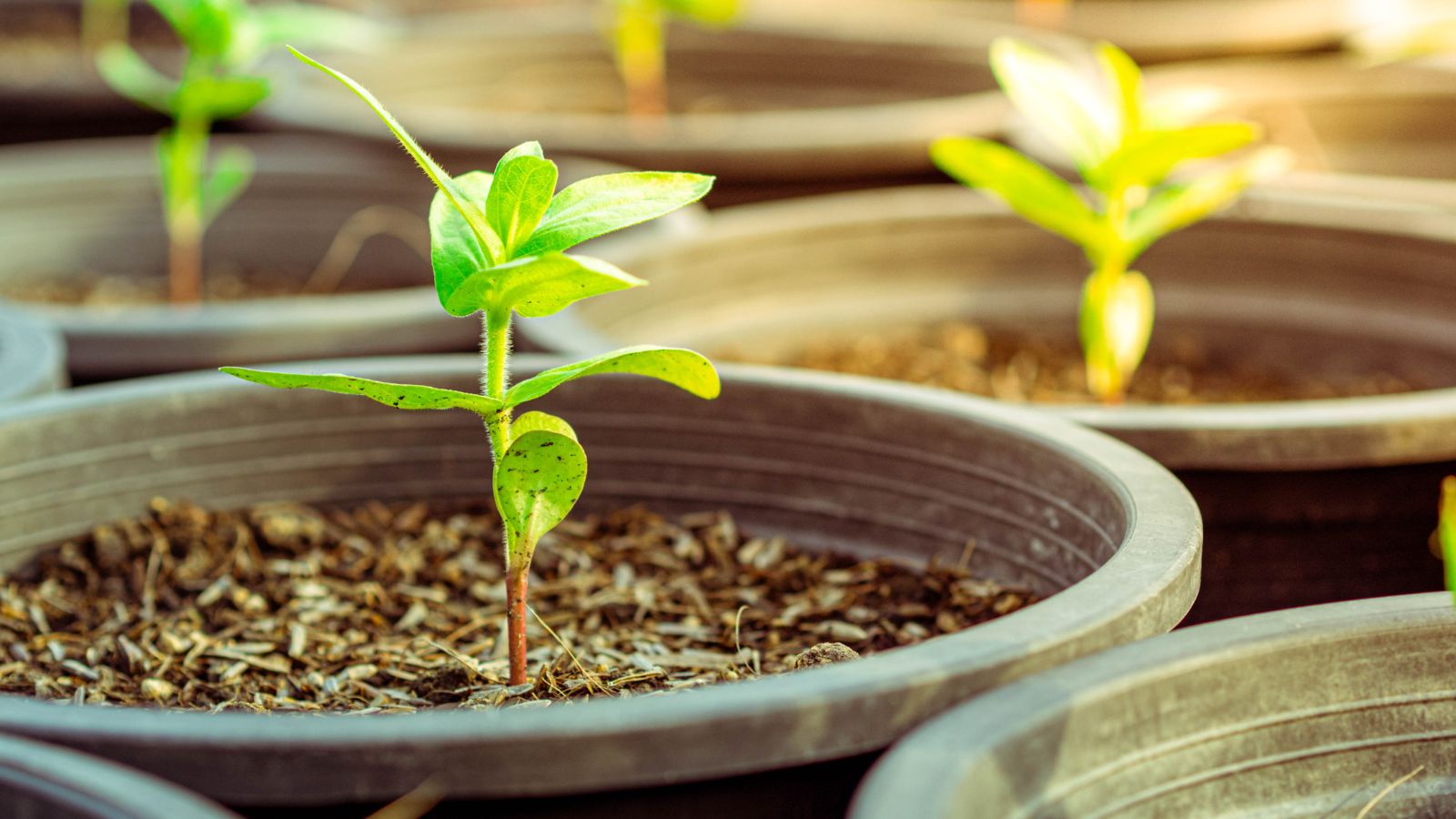 A focused shot of healthy looking flowering plants in brown pots with nutrient rich soil, located in a bright sunny outdoor area.
