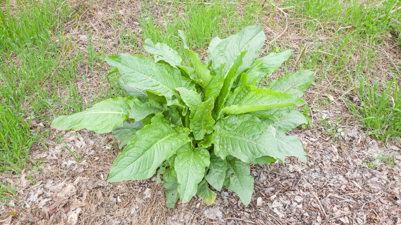 A stevia bush with large leaves, basking in the sunlight against a backdrop of mulched soil, thriving in its well-tended environment. Surrounding the bush are clusters of tufted grasses, adding a natural, textured beauty to the landscape.