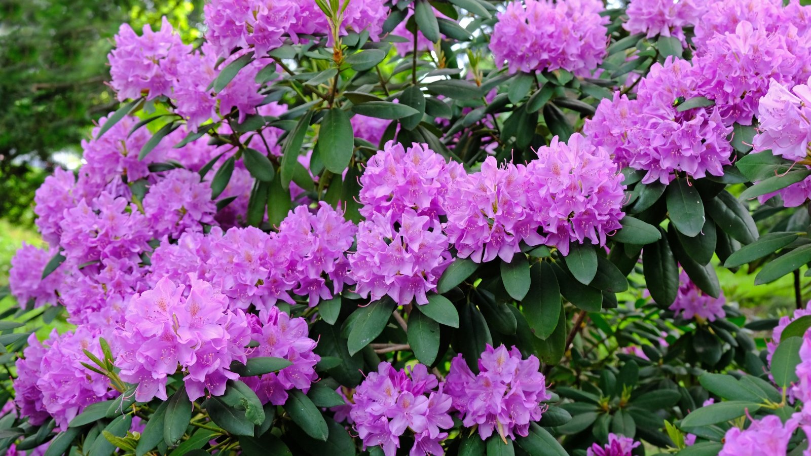 Lavender Rhododendron flowers, delicate and intricate, bloom in a stunning display of nature's beauty. Their petals unfurl gracefully, revealing a soft, ethereal hue that captivates the eye. Surrounding these blooms are lush green Rhododendron leaves, providing a verdant backdrop to the floral spectacle.