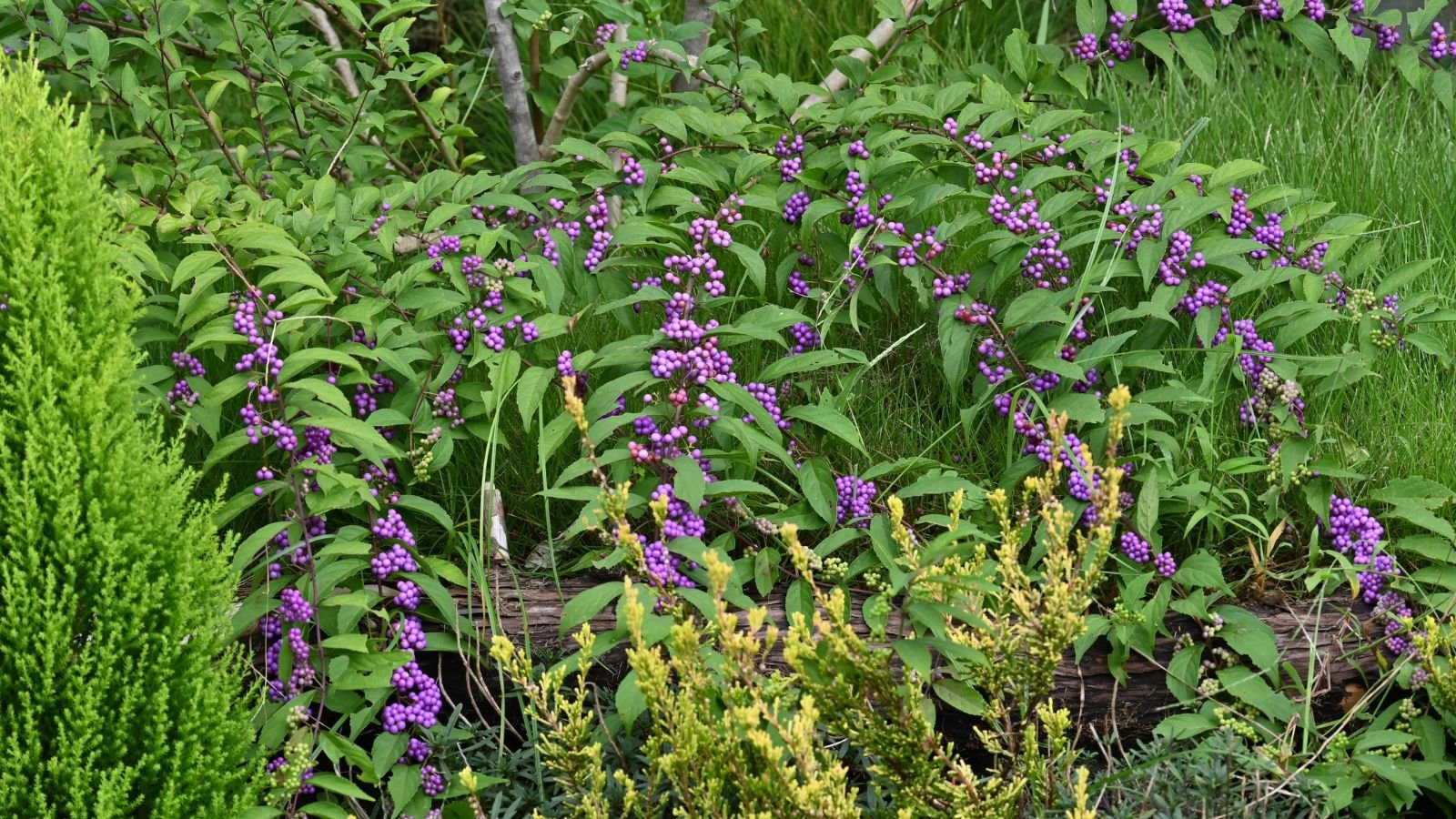 A lovely Callicarpa dichotoma x kwangtungensis bush appearing healthy surrounded by other green plants and a brow log at the base