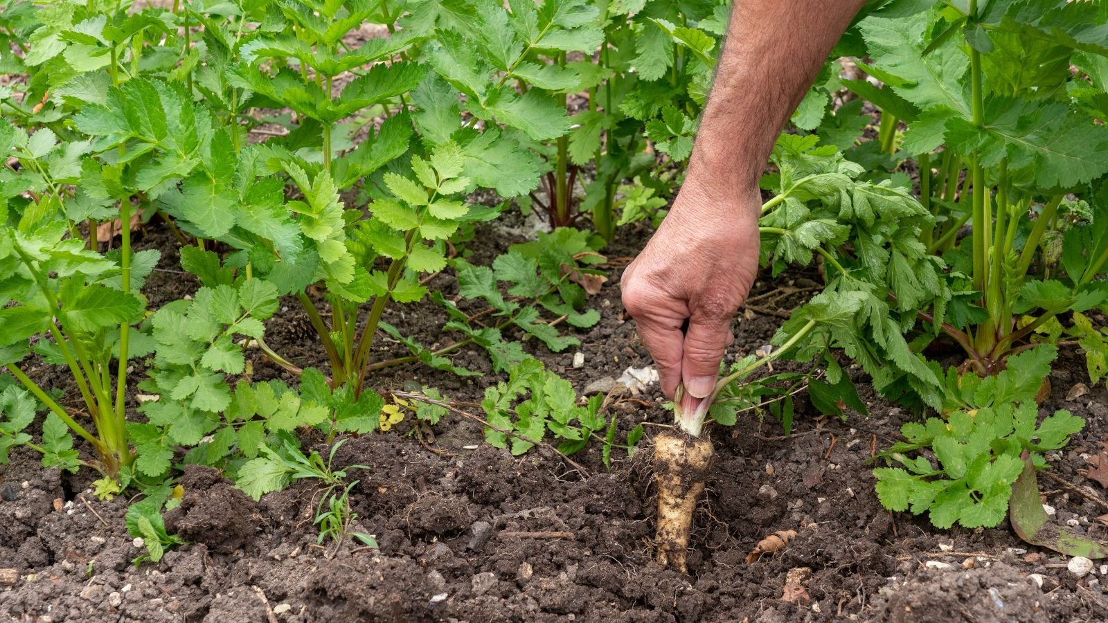 A person holding a root crop by the tops, pulling it from the ground, appearing dark brown and damp with other crops placed in rows