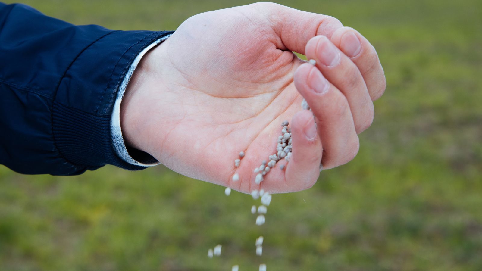 A focused shot of a man's hand spraying white granular fertilizer on some plants or flowers in an outdoor area at midday.