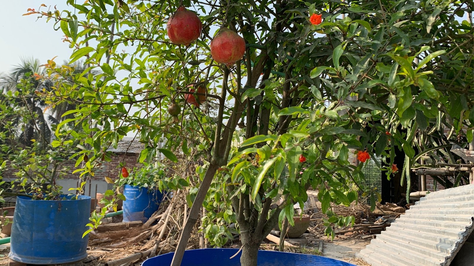 A 'Wonderful' pomegranate tree thrives in a spacious blue container, its lush green leaves contrasting beautifully against the pink fruits. In the backdrop, additional blue containers hold plants, creating a harmonious display of verdant beauty.