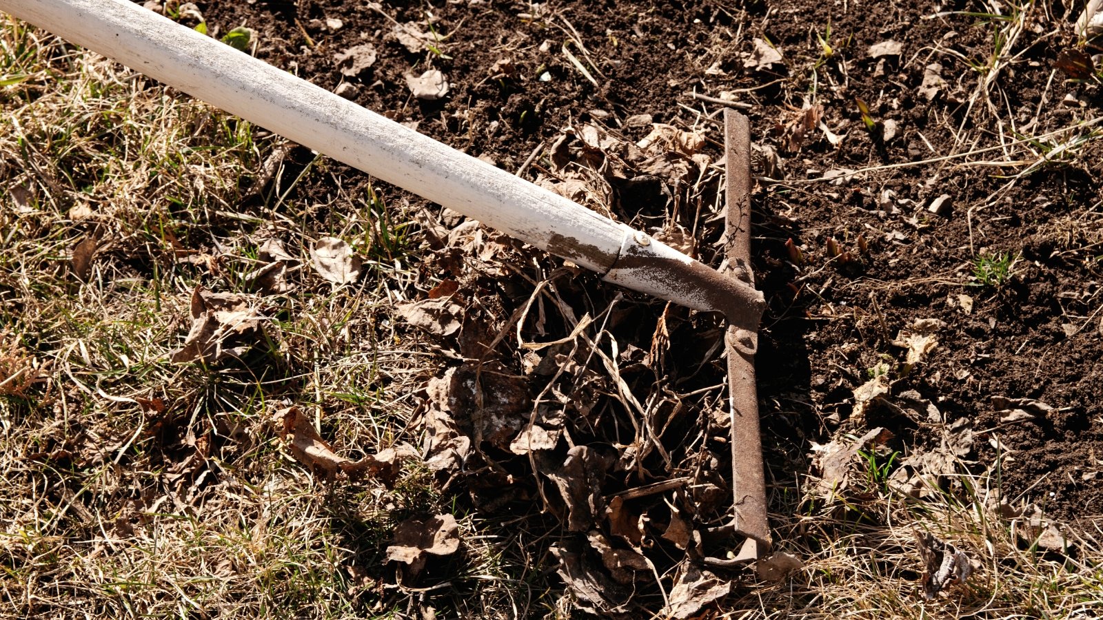 Close-up of a rake raking dry leaves from the soil in a garden. A garden rake consists of a long wooden handle affixed to a broad head featuring multiple sturdy metal tines arranged in a fan-like pattern.