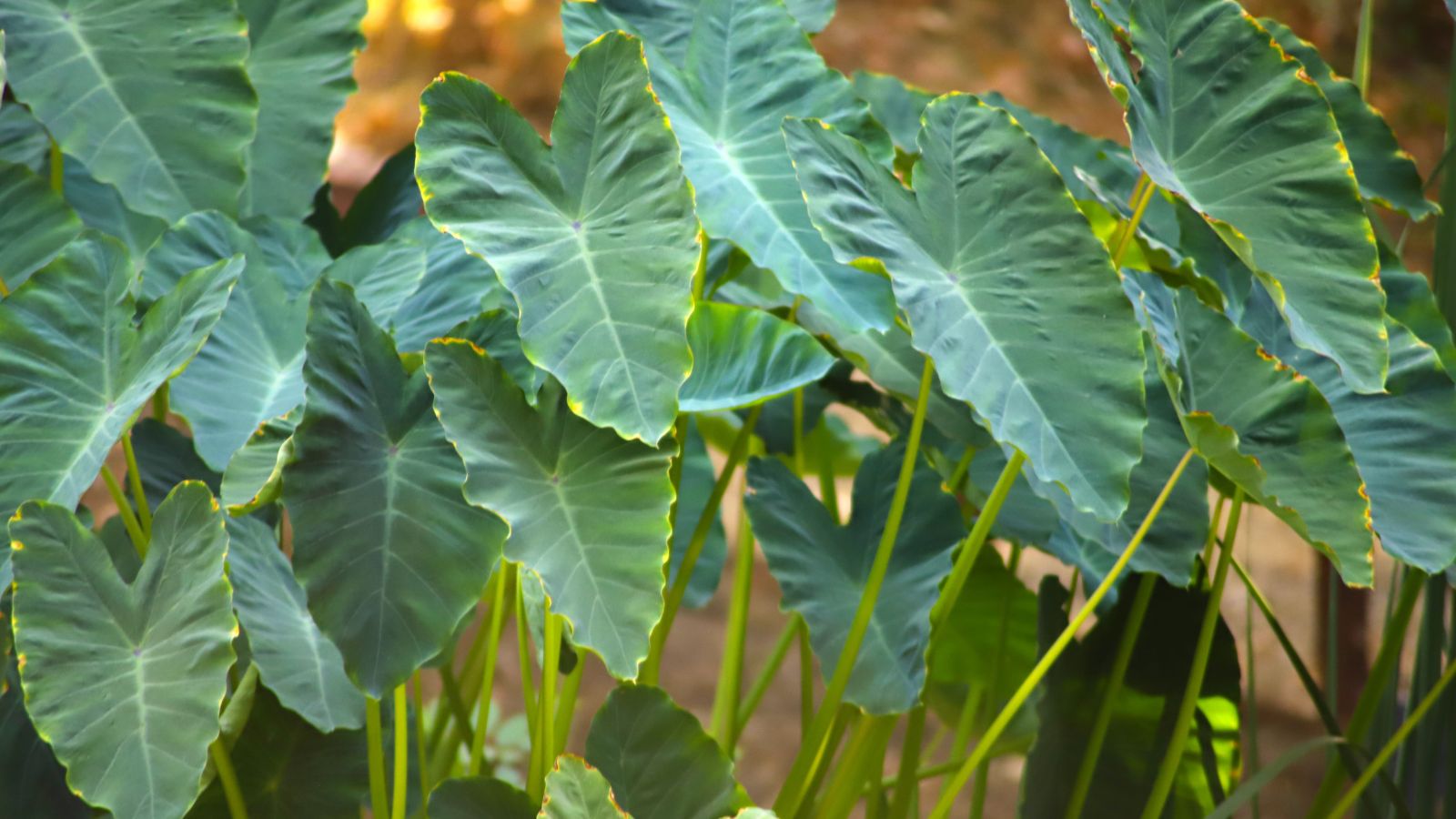 Una toma de una composición de plantas de orejas de elefante que muestran sus largos tallos y su tono verde intenso y bordes verde claro en un área rodeada de otro follaje.