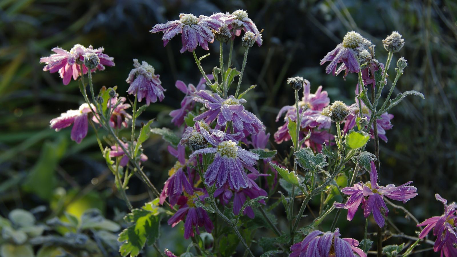 A shot of a composition of purple flowers covered with ice or light snow, all situated in a well-lit outdoor area.