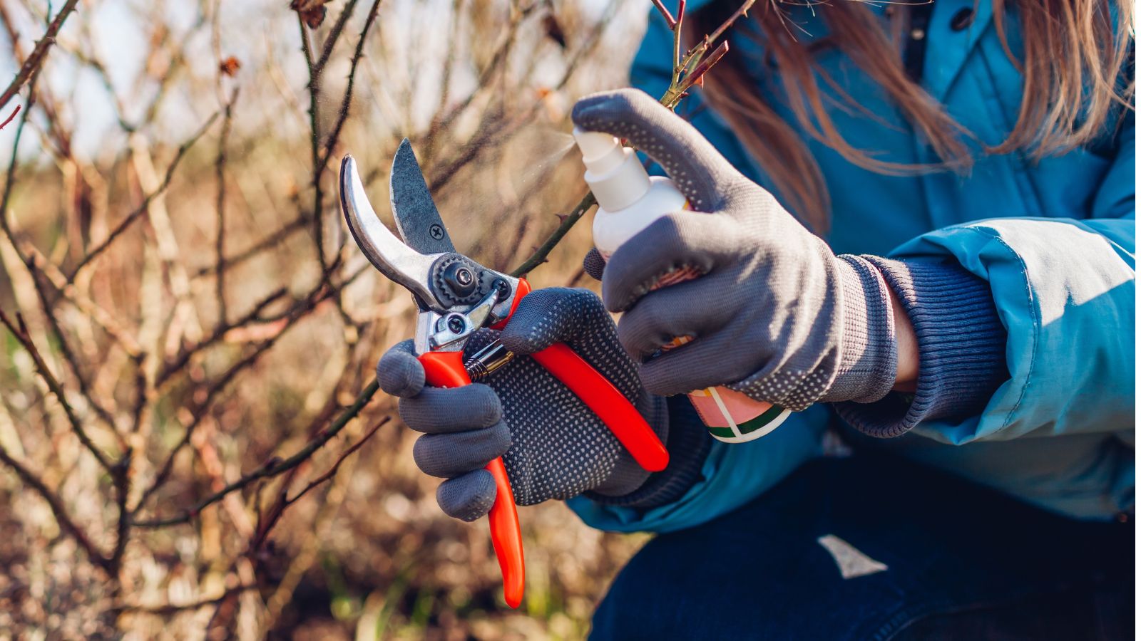 A shot of a person wearing a blue jacket and grey gloves, disinfecting a red garden shear in a well lit area outdoors.